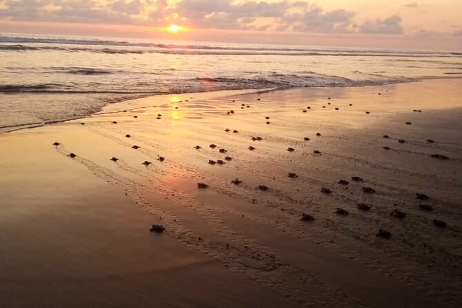 Turtle Release Playa Blanca - Overview of Turtle Release Playa Blanca