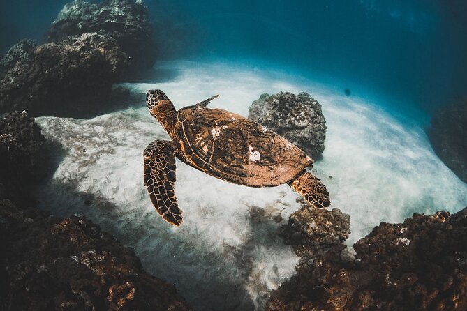 Two Stop Half-Day Snorkel Excursion in Maui - Snorkel Excursion Overview