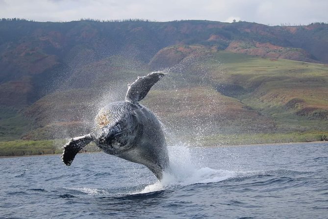 Ultimate 2 Hour Exclusive VIP Whale Watch Tour - Price and Guarantee