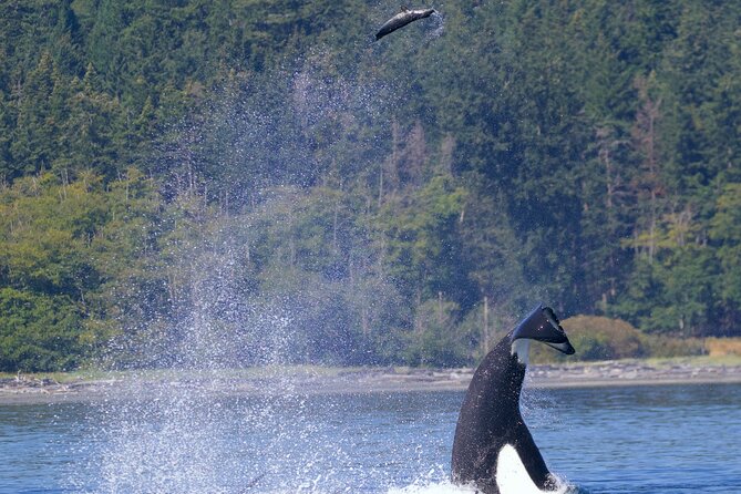 Ultimate Marine Whale & Wildlife Tour - Pricing and Booking Information