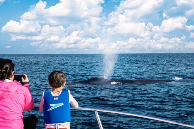 Ultimate Whale and Dolphin Watching in Newport Beach, 6 Person Maximum - Private Whale and Dolphin Watching Excursion