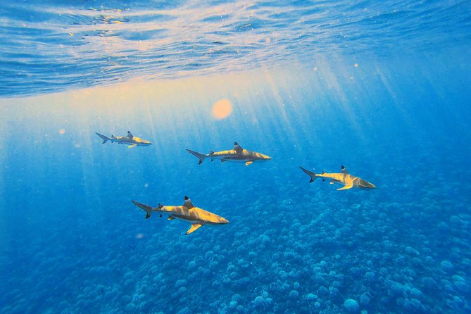 Unforgettable Lagoon Tour Around Moorea - Pricing and Booking Details