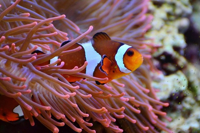 V.I.P Snorkeling & Fishing Tour ( Speed Boat ) Minimum 02 People - Tour Highlights