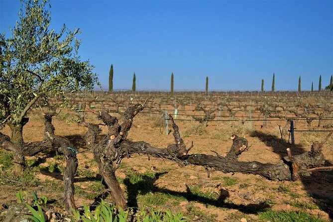 Valencia Wine-Themed Guided Tour - Tour Details