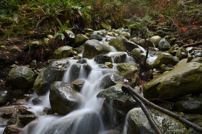 Vancouver Full Day Nature & Photography - Photography Experience