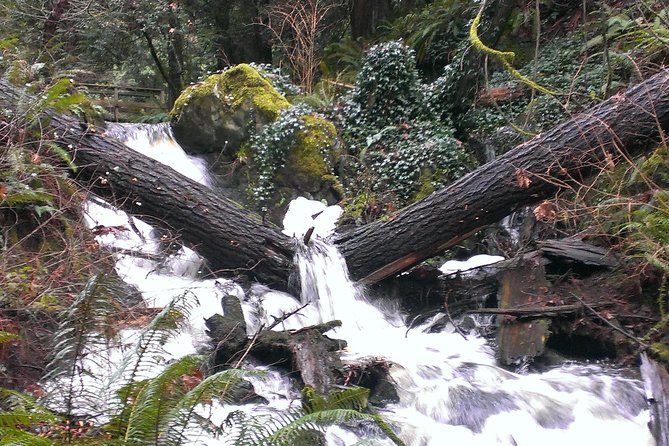 Vancouver Island Rainforest Guided Hike With Private Guide - Pricing and Value