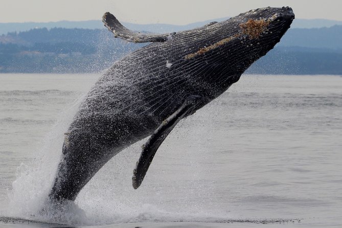 Victoria Shore Excursion: Whale-Watching Cruise With Expert Naturalist Guides - Trade the Cruise Ship for a Whale-Watching Vessel