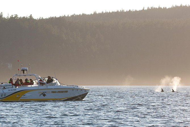 Victoria Whale and Wildlife Cruise - Experience Details