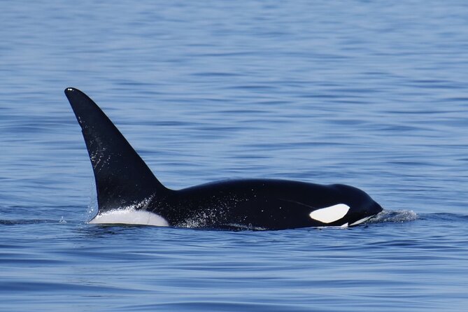 Victoria Whale Watching Tour by Zodiac - Departure Times and Duration