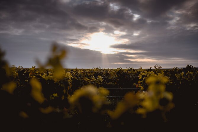 Vineyard Tour and Wine Tasting in Davron - Tour Confirmation and Accessibility