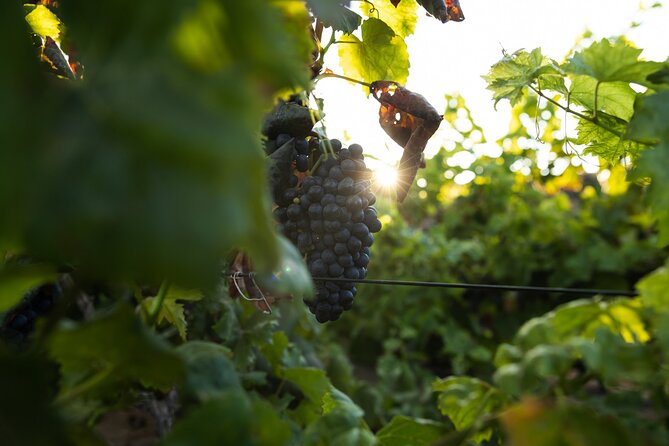Vineyard Tour With Wine and Cheese Tasting in Fuerteventura - Whats Included