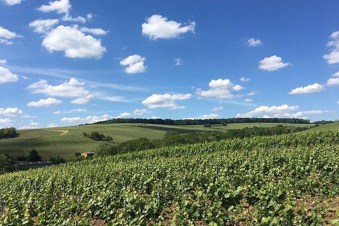 Vineyard Walking Tour & 2 Champagnes Tasting - Champagne Tasting Experience