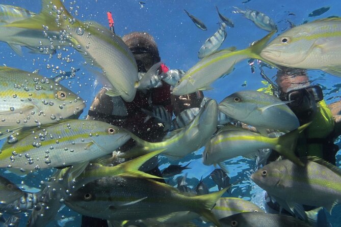 VIP Fascinating Boat Ride & Snorkeling at Sosua Bay - Pickup Adjusted for Cruise Passengers