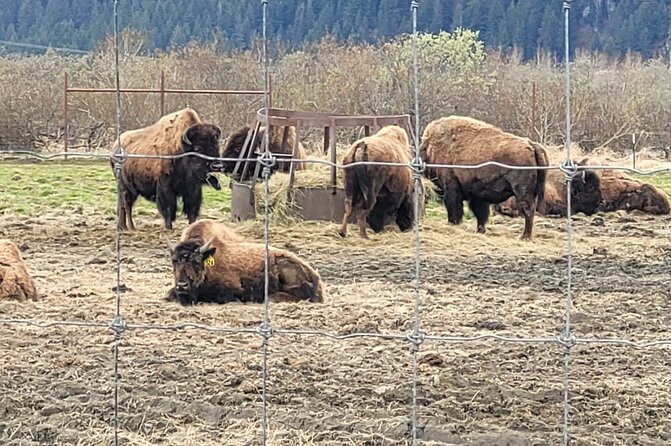 VIP Tour From Anchorage to Alaska Wildlife Conservation Center - Itinerary Highlights