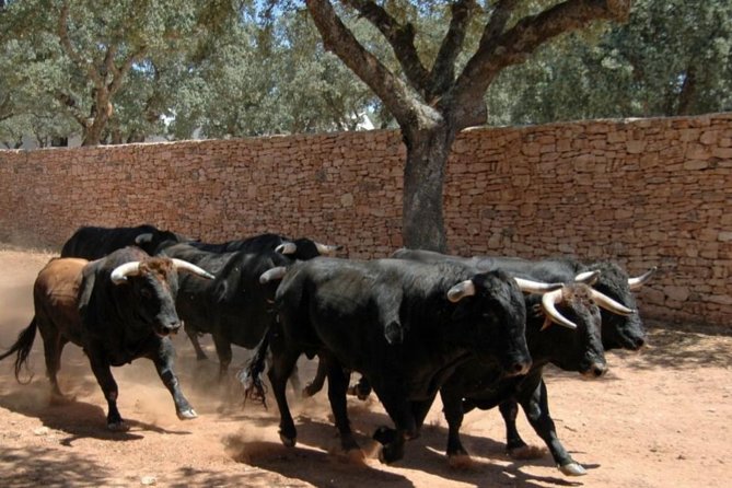 Visit a Horse and Bull Farm Including a Ronda Tour - Farm Tour