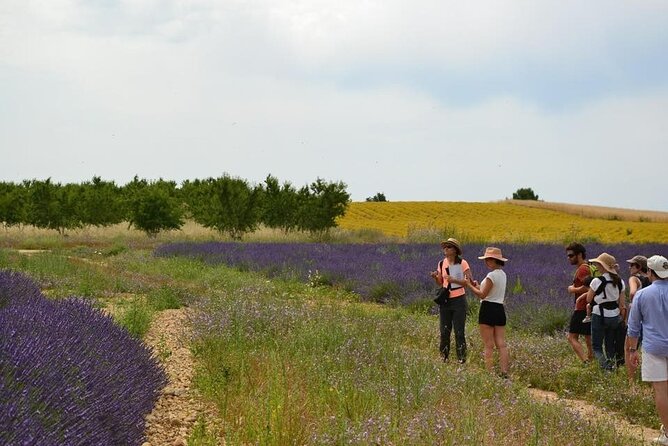 Visit a Lavender Fields Farm and Enjoy a Yoga Class in Provence - Overview of the Yoga Class