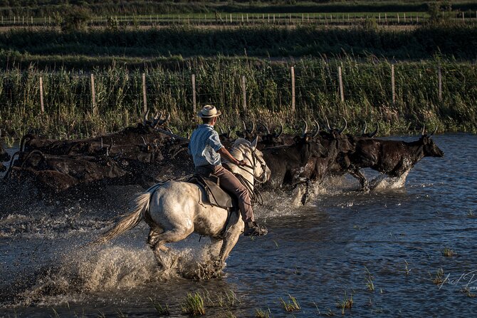 Visit and Discovery in the Heart of the Camargue - Inclusions