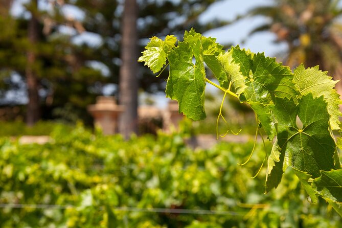Visit and Private Tasting of EVO Oil and Organic Wine - Inclusions