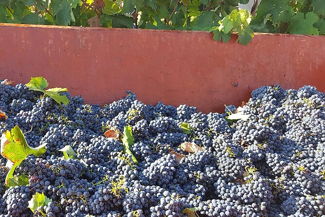Visit to a Winery in Salento With Wine Tasting and Light Lunch. From Lecce - Delightful Light Lunch
