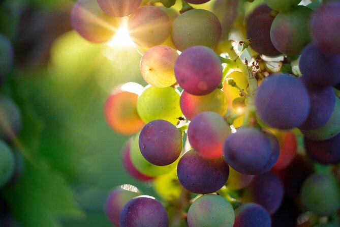 Visit to the Winery With Wine Tasting and Appetizers in Navarra - Winery Location and Accessibility