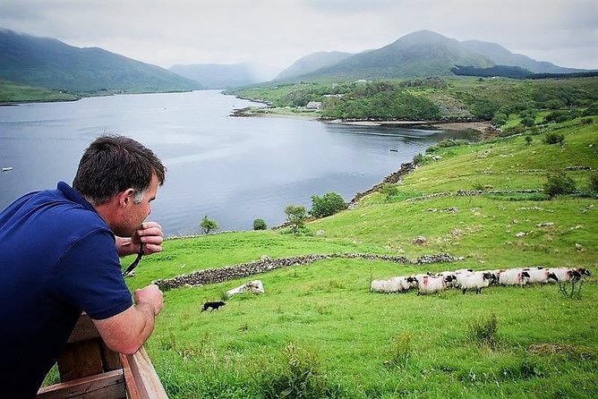 Visit Traditional Working Sheep Farm & Sheepdog Demo. Galway. Guided. 1 ½ Hours. - Overview of Leenaun Killary Sheep Farm Tour