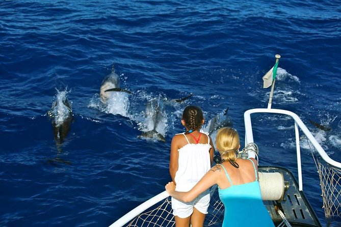 Waitukubuli Dolphin and Whale Watch in Dominica - Tour Details