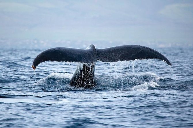 West Oahu Whale-Watching Excursion - Overview of West Oahu Whale-Watching Excursion