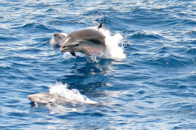 Whale and Dolphin Watching Cruise in St Lucia - Additional Information