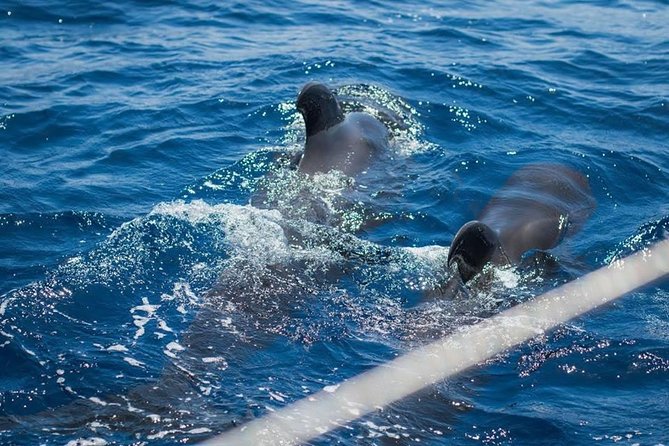 Whale and Dolphin Watching Cruise With Snacks & Open Bar - Cruise Details