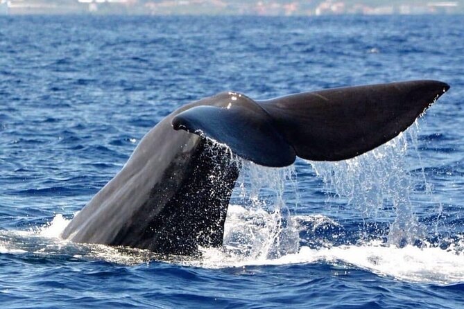 Whale and Dolphin Watching Tour From Funchal - Overview of Marine Life