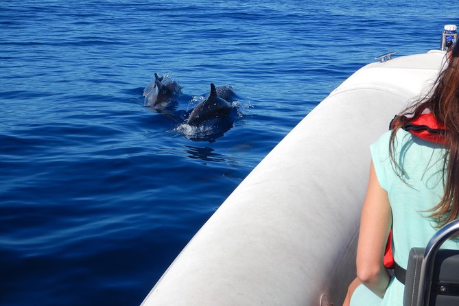 Whale, Dolphin and Turtles Watching - Overview and What To Expect