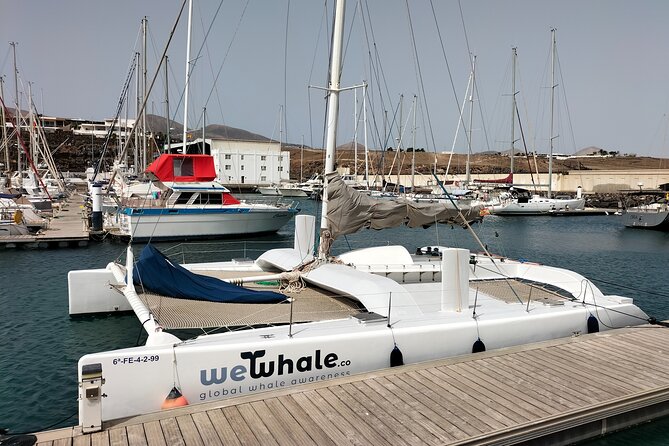 Whale & Dolphin Observation on Silent Catamaran With Hydrophone - Overview and Logistics