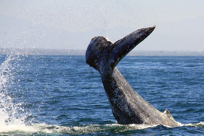 Whale & Dolphin Watching Cruise in Puerto Vallarta All Inclusive - Cancellation Policy