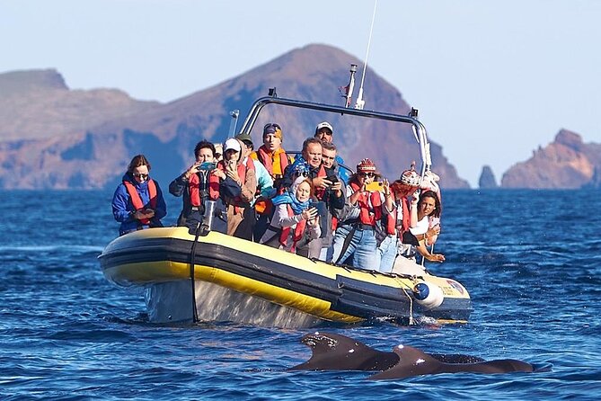 Whale & Dolphin Watching in Madeira - Best Time to Go