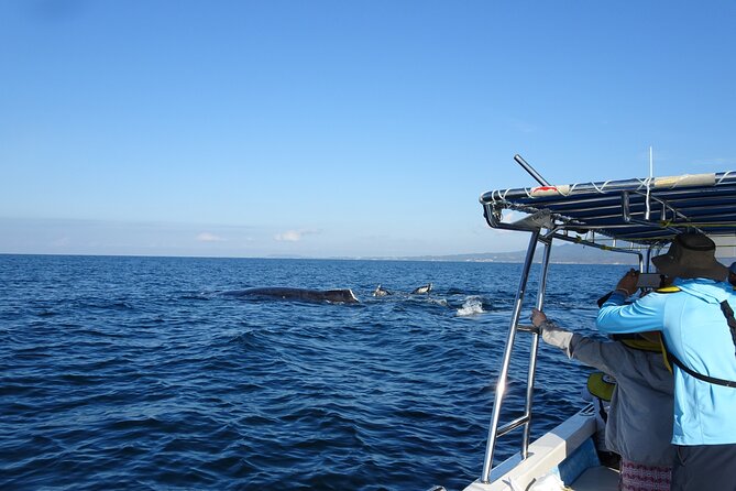 Whale Research Adventure - Leaded by Marine Biologist. - Tour Overview