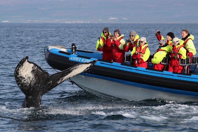 Whale Safari and Puffins RIB Boat Tour From Húsavík - Tour Overview and Features