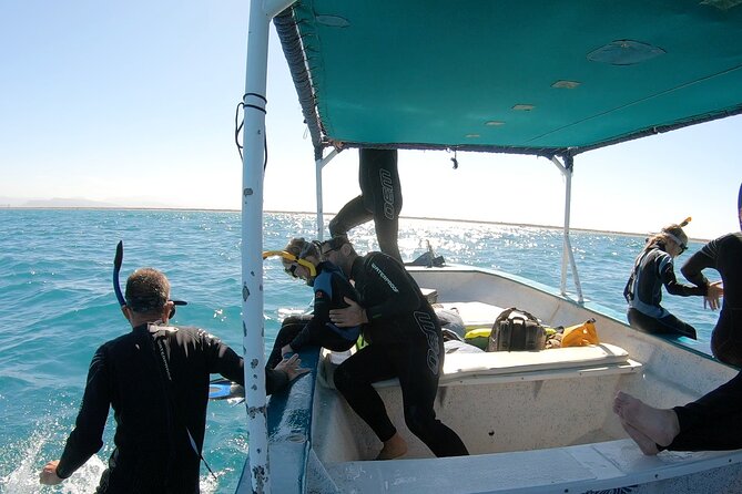 Whale Shark 3-Hours Tour in La Paz - Tour Details
