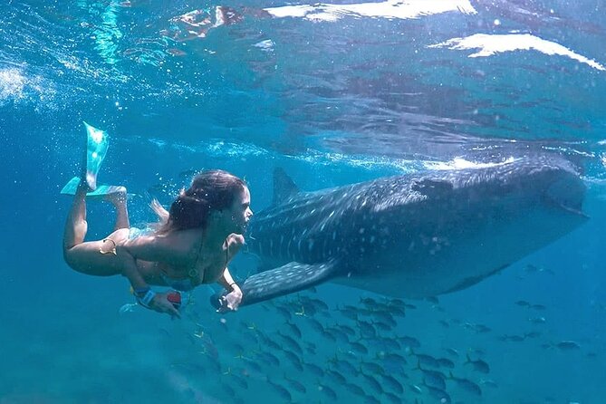 Whale Shark Encounter Swim Adventure With Local Marine Biologist! - Overview and Booking Information
