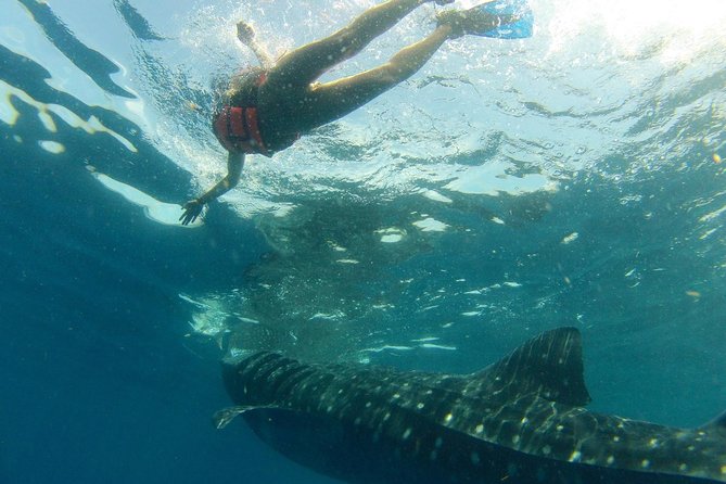 Whale Shark Tour From Holbox Island - Booking and Flexibility