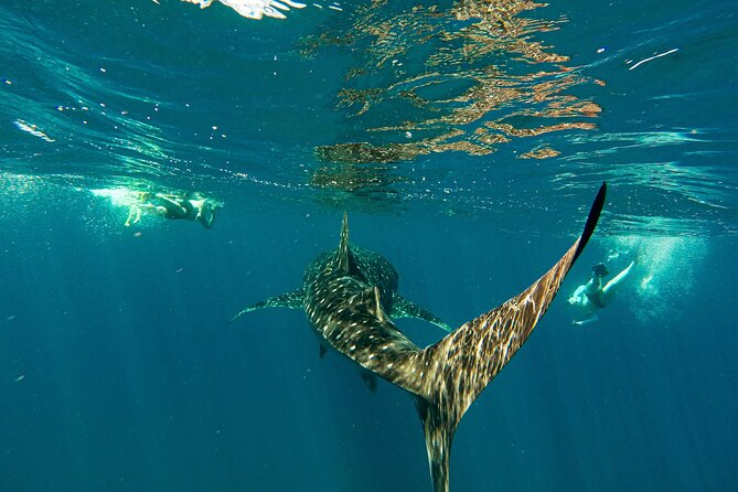 Whale Sharks Sea Lions Nature - Espiritu Santo Archipelago - Whale Sharks: The Gentle Giants