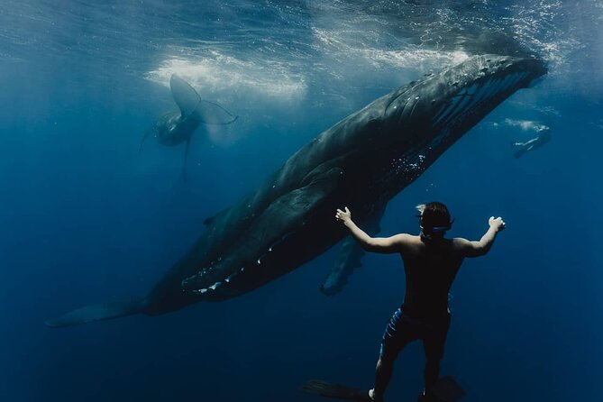 Whale Tour - Observe and Swim With Whales - Pickup and Meeting Point Details