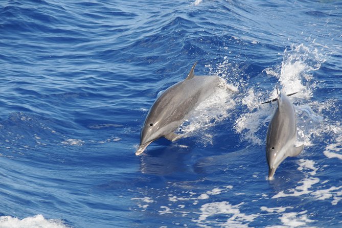 Whale Watching and Dolphin Spotting Cruise - Traveler Photos and Reviews