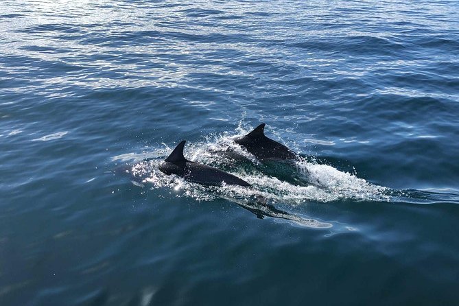 Whale Watching and Fishing Combination Excursions - Overview and Experience