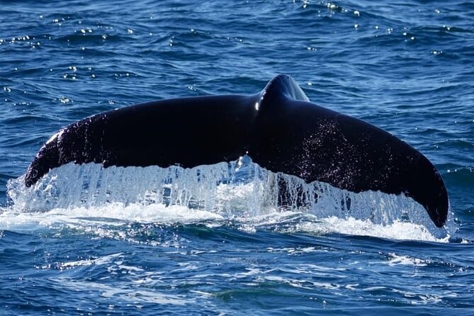 Whale Watching and Marine Life Tour in Reykjavik - Overview of Reykjaviks Marine Life