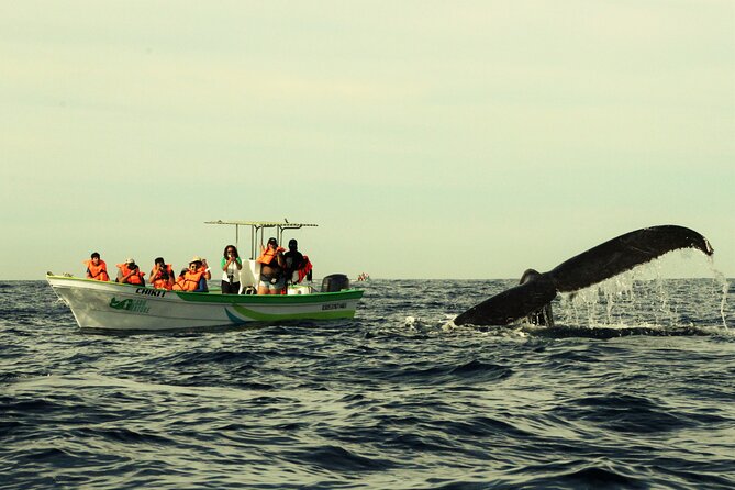 Whale Watching Boat Tour in Cabo San Lucas - Tour Details