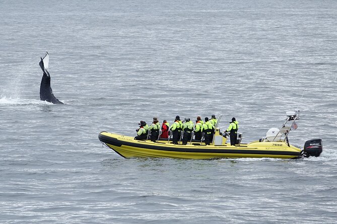 Whale Watching by RIB Speedboat From Downtown Reykjavik - Overview of the Whale-Watching Tour