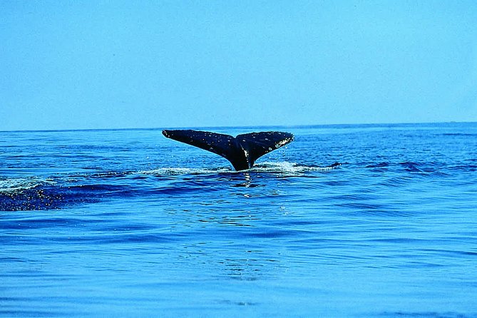 Whale Watching by Sea Kayak in Batemans Bay - Tour Details