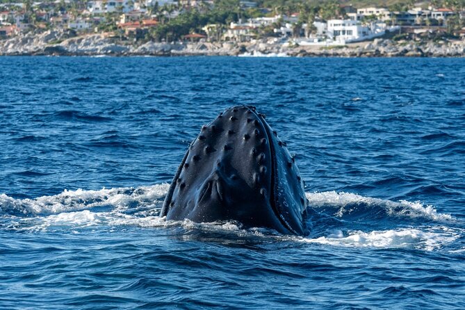 Whale Watching by Zodiac in Cabo San Lucas With Photos Included - The Ultimate Whale Watching Experience
