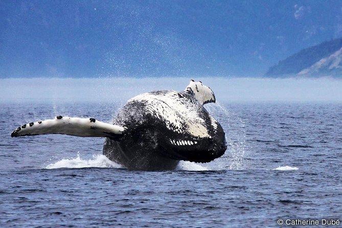 Whale Watching Cruise From Tadoussac or Baie-Ste-Catherine - Pricing and Booking Process