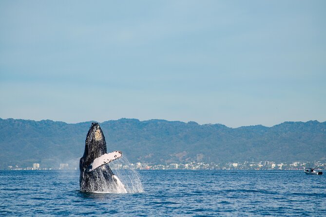 Whale Watching Cruise In Puerto Vallarta & Nuevo Vallarta - Overview and Logistics